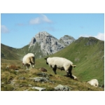 0608_alpen_118.jpg