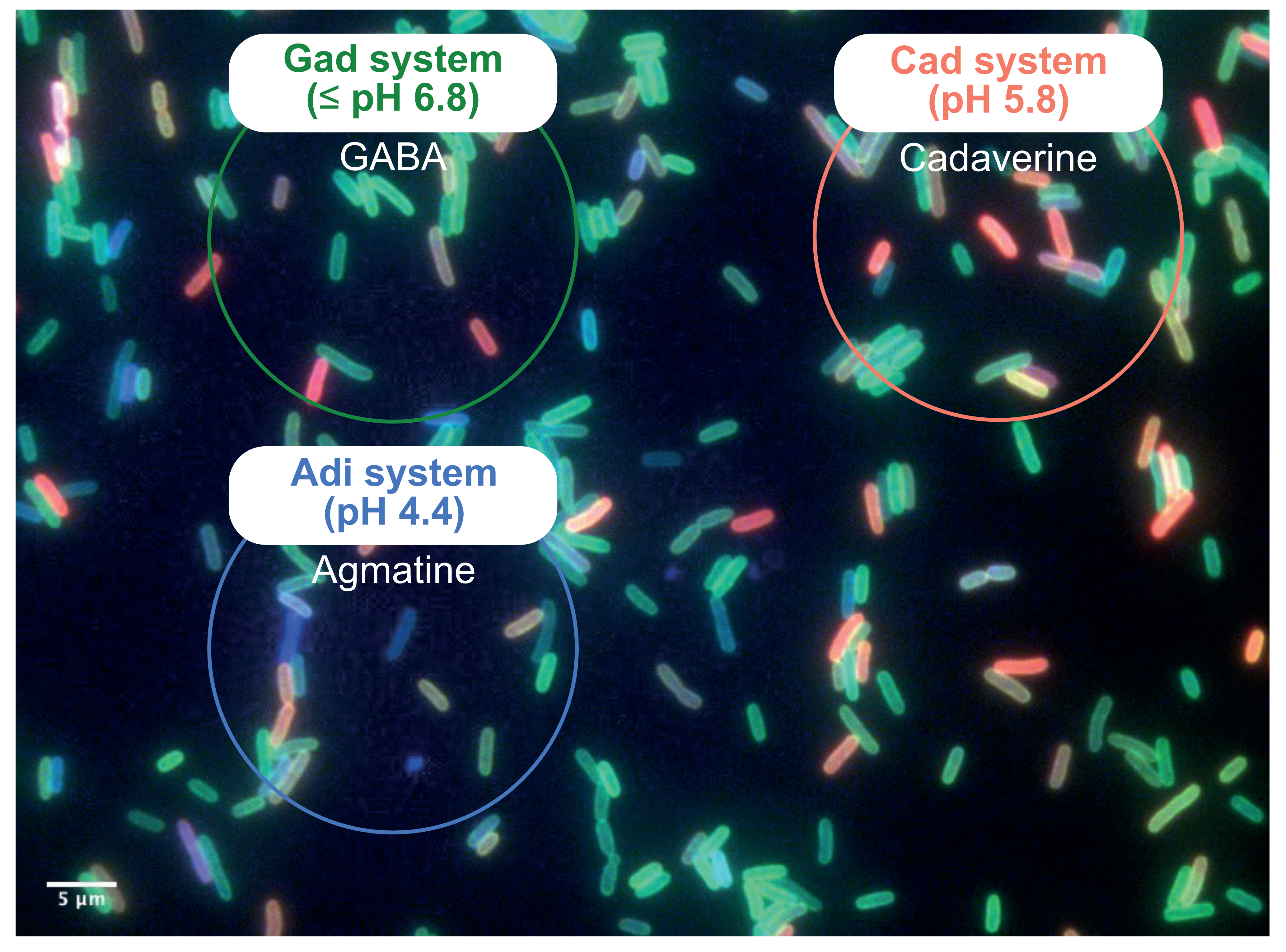 org-escherichia