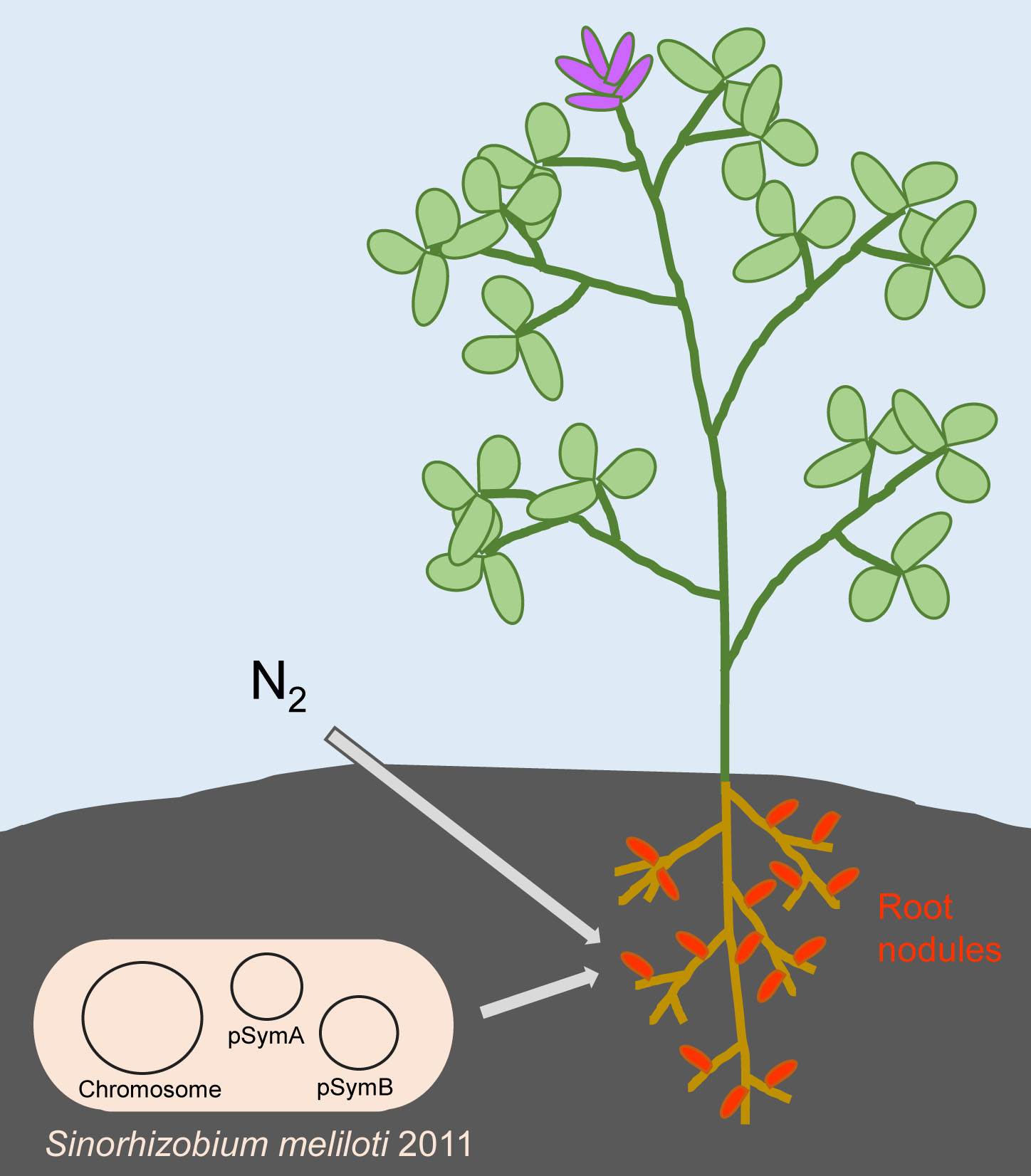 org-sinorhizobium